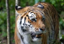 Cảnh báo nguy cơ đại tuyệt chủng các loài