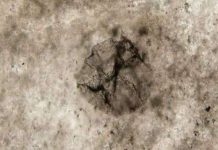 Phát hiện vi khuẩn hóa thạch 2,5 tỉ tuổi sống không cần oxy