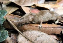 Phát hiện loài chuột chù răng trắng mới