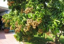 Bình tuyển nhãn đầu dòng để bảo tồn giống đặc sản