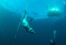 Cá mập Mako bị hành xác Cá mập Mako bị hành xác