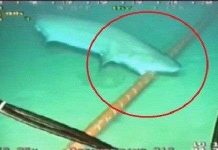 Lý do cá mập thích cắn cáp quang