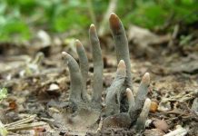 Rợn người nấm ngón tay người chết trồi lên như thây ma Rợn người nấm ngón tay người chết trồi lên như thây ma