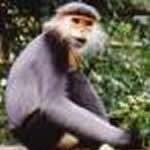 Phát hiện quần thể voọc vá chân xám khoảng 100 con Phát hiện quần thể voọc vá chân xám khoảng 100 con