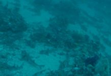 Hàng trăm con cá mập nằm cạnh nhau dưới đáy biển Australia