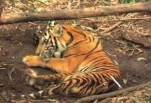 Cái chết đau thương của chú cọp con Indonesia Cái chết đau thương của chú cọp con Indonesia