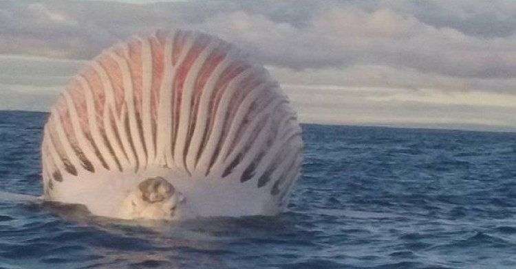 Xác cá voi căng phồng như quả bóng khổng lồ trên biển