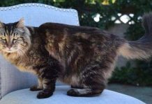 Kỷ lục mèo sống lâu nhất thế giới có chủ mới