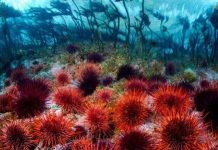 Con mắt kỳ lạ dưới biển khơi