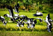 Đàn chim xuất hiện ở Lào Cai là loài nhạn Đàn chim xuất hiện ở Lào Cai là loài nhạn