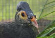 10 sự thật thú vị về núi lửa