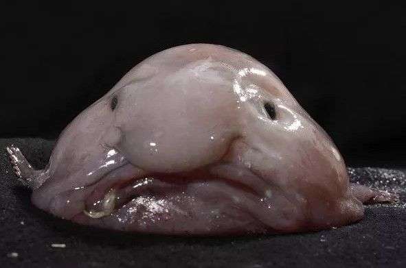 Loài cá được bình chọn là chuẩn mực của cái xấu