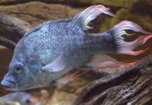 Tuyệt vọng tìm bạn tình cho “cá đực cực xấu” Tuyệt vọng tìm bạn tình cho "cá đực cực xấu"