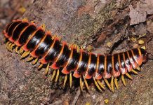 Loài sinh vật này trông thì gớm thế nhưng lại tiết ra mùi hương ngọt hơn cả kẹo