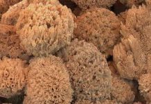 Động vật xuất hiện đầu tiên trên Trái Đất Động vật xuất hiện đầu tiên trên Trái Đất