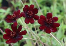 Chiêm ngưỡng vẻ đẹp của loài hoa đã tuyệt chủng ở môi trường tự nhiên