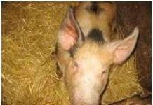 Đài Loan phát triển giống lợn biến đổi gien chuyên ăn cỏ