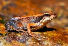 Tìm thấy 14 loài ếch “nhảy múa” mới ở Ấn Độ