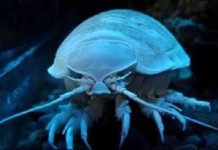 Động vật giáp xác bắt đầu ăn nhựa tổng hợp