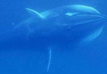 Thước phim đầu tiên về loài cá voi hiếm gặp nhất hành tinh