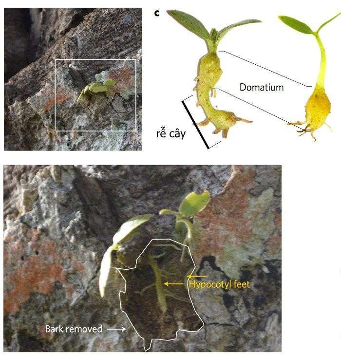 Loài kiến đặc biệt biết trồng cây để làm tổ trên đảo Fiji