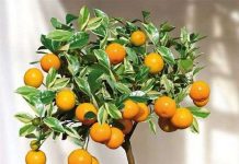 Trồng lại và cách chăm sóc cây quất cảnh sau Tết