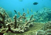 Axit trong nước biển đang phá hủy các rạn san hô