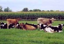 Viêm tử cung bò cái sinh sản và cách can thiệp