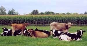 Viêm tử cung bò cái sinh sản và cách can thiệp