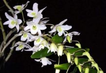 Một số kinh nghiệm trồng hoa lan