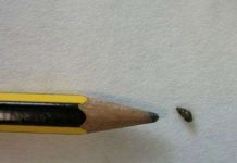 Sên bùn New Zealand đang "xâm lược" thế giới