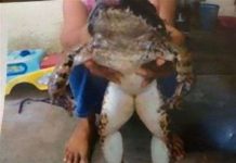 Ếch khổng lồ nặng 20kg