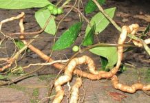 Bất ngờ với những khám phá khác về cây ba kích