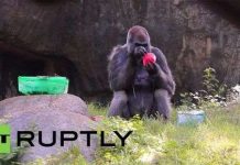 Con khỉ đột đực sống lâu nhất thế giới