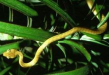 Ném 'bom chuột' để diệt rắn