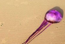 Con sứa tím đầu tiên trên hành tinh Con sứa tím đầu tiên trên hành tinh