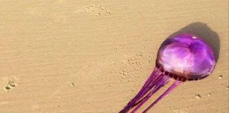 Con sứa tím đầu tiên trên hành tinh