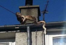 Trăn khổng lồ đu dây điện trốn khỏi bể nuôi