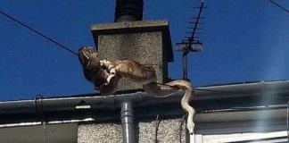 Trăn khổng lồ đu dây điện trốn khỏi bể nuôi