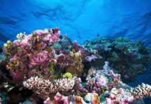 Phát hiện san hô ở độ sâu "chưa từng nghĩ đến"