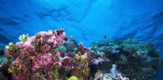 Phát hiện san hô ở độ sâu "chưa từng nghĩ đến"