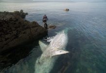 Xác cá mập quái vật dài 8 m phơi bụng trên bờ biển Anh