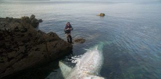 Xác cá mập quái vật dài 8 m phơi bụng trên bờ biển Anh