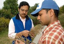 Biến đổi khí hậu có thể khiến sậy phát triển mạnh