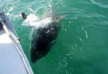 Câu được con cá mập nặng kỷ lục 2 tấn