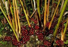 Mô hình sấy thảo quả tiết kiệm nhiên liệu, thời gian