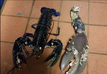 Càng tôm hùm to hơn bàn tay người