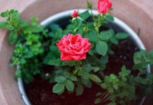 Kỹ thuật trồng hoa hồng tỉ muội