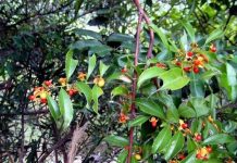 Kỹ thuật trồng cây xạ đen cho hiệu quả kinh tế cao Kỹ thuật trồng cây xạ đen cho hiệu quả kinh tế cao