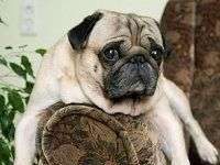 Chó mất khôn khi ở cạnh chủ